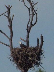 Eagle nest 1