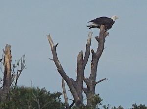 Eagle profile